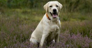 Chino è un cucciolo di Labrador che è stato protagonista di un miracolo