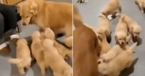 Cuccioli assalgono la mamma: simpatici Golden Retriever fanno il giro del web