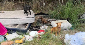 Famiglia abbandonata di 6 cuccioli viene lasciata come spazzatura nel bosco