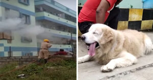 Golden Retriever Appu salva i residenti di un condominio da un incendio