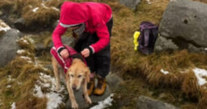 Golden Retriever salvato dal congelamento ma ricevono una denuncia