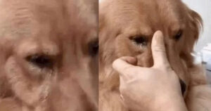 Golden Retriever piangere dopo aver riconosciuto il suo ex proprietario che lo aveva abbandonato da 5 anni