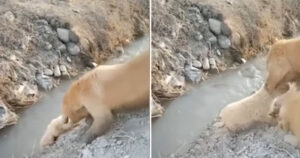 Golden Retriever salva un cucciolo che stava per cadere in un fosso