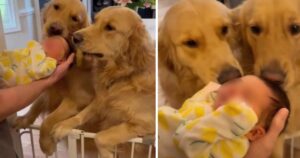 Golden Retriever incontrano la loro sorellina neonata: il filmato commuove il web