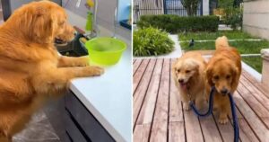 Golden Retriever guadagna il titolo di marito ideale prendendosi amorevolmente cura della sua compagna incinta