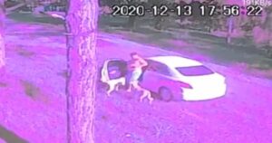 Golden Retriever nascosti nel bagagliaio vengono tristemente abbandonati
