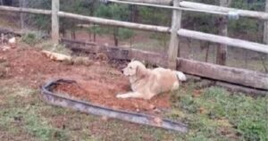 Golden Retriever piange sulla tomba di un suo caro amico (VIDEO)