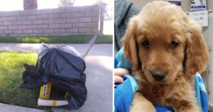 Golden Retriever cucciolo abbandonato all’interno di una scatola di cartone, coppia lo salva