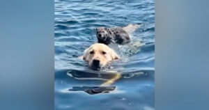 Golden Retriever Willy salva la vita a una marmotta che stava affogando