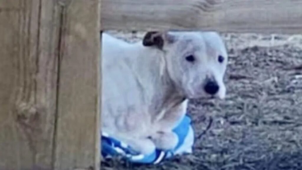 Cucciolo rischia l'ipotermia ma viene salvato e adottato