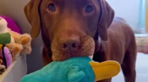 Il Labrador Ollie ha un peluche davvero speciale da cui non si stacca mai (VIDEO)