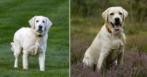 Labrador e Golden Retriever: ecco quali sono le principali differenze