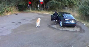 Labrador scodinzola mentre la sua proprietaria lo sta abbandonando (VIDEO)