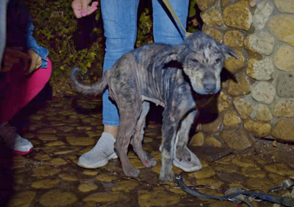 Lada il cane incatenato da 5 anni