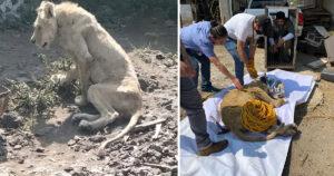 Salvano un leone africano malnutrito all’interno di una casa