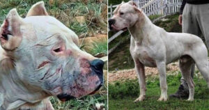 Morocho: il cane che ha affrontato un puma adulto per salvare 2 ragazze