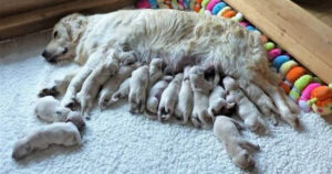 Golden Retriever mamma partorisce innumerevoli cuccioli. Parto XXL