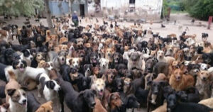 Uomo gestisce un rifugio di 750 cani e accoglie tutti i randagi per strada