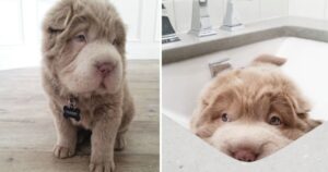 La gente è svenuta dopo aver visto questo cucciolo di Shar Pei che sembra un orsacchiotto
