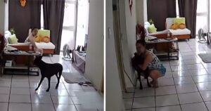 Telecamera cattura il tenero gesto di una donna nei confronti del suo cane quando si verifica un terremoto