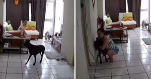 Telecamera cattura il tenero gesto di una donna nei confronti del suo cane quando si verifica un terremoto