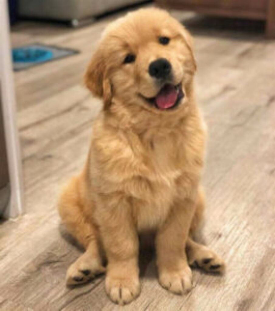 Uomo abbandona Golden Retriever per la depressione