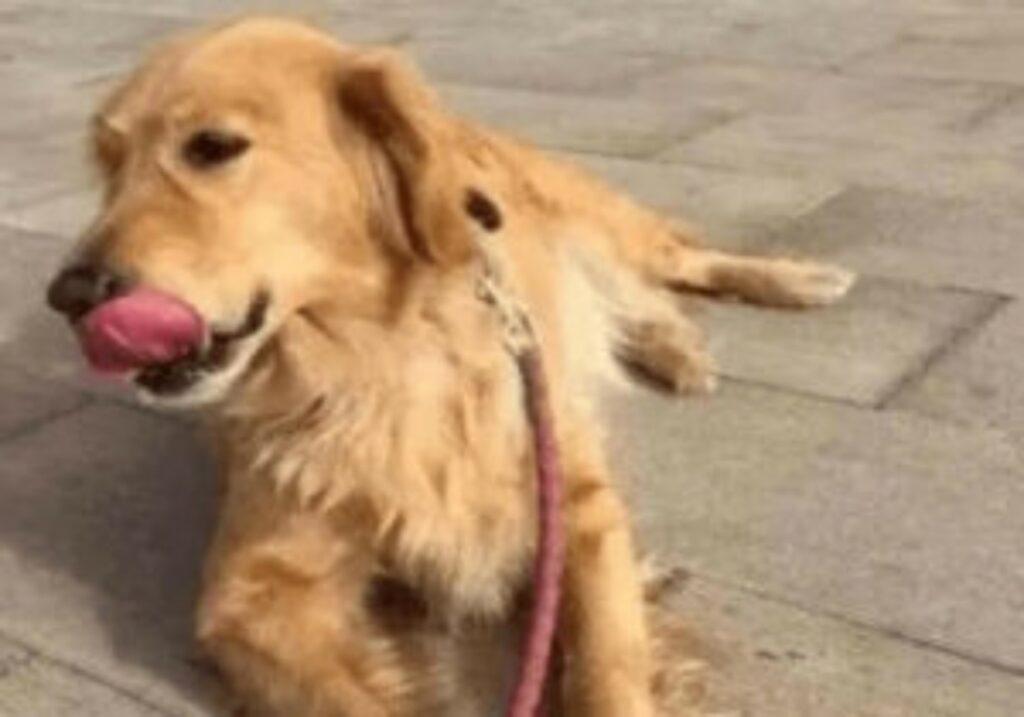 Uomo abbandona Golden Retriever per la depressione