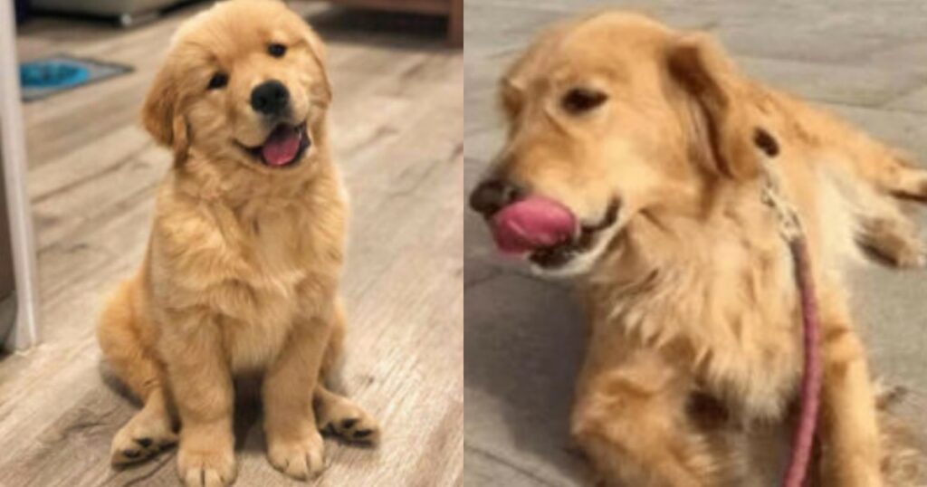 Uomo abbandona Golden Retriever per la depressione