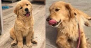 Golden Retriever abbandonato dal suo padrone, si rivedono a distanza di anni e il cucciolo piange