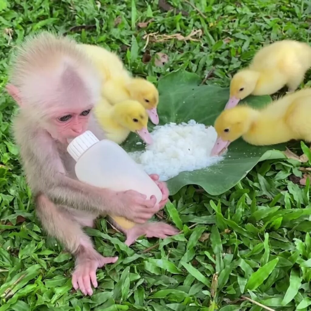 adorabile scimmietta si prende cura di alcune anatre