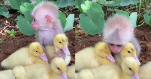 Adorabile scimmietta si prende cura di alcune anatre come fossero sue (VIDEO)