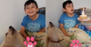 Il suo amico cane vuole fargli gli auguri di compleanno come tutti quanti gli altri (VIDEO)