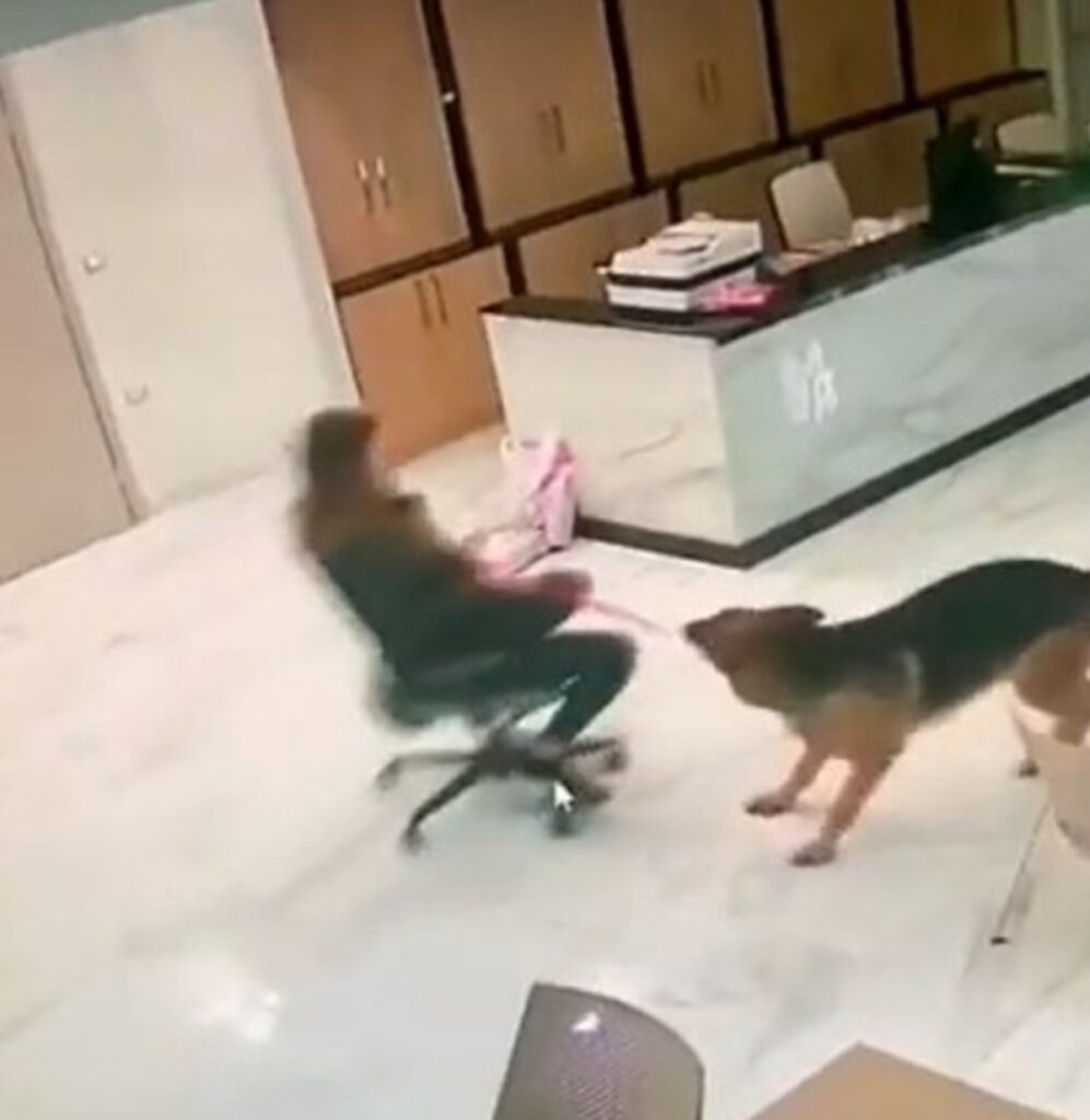 Animale domestico a lavoro