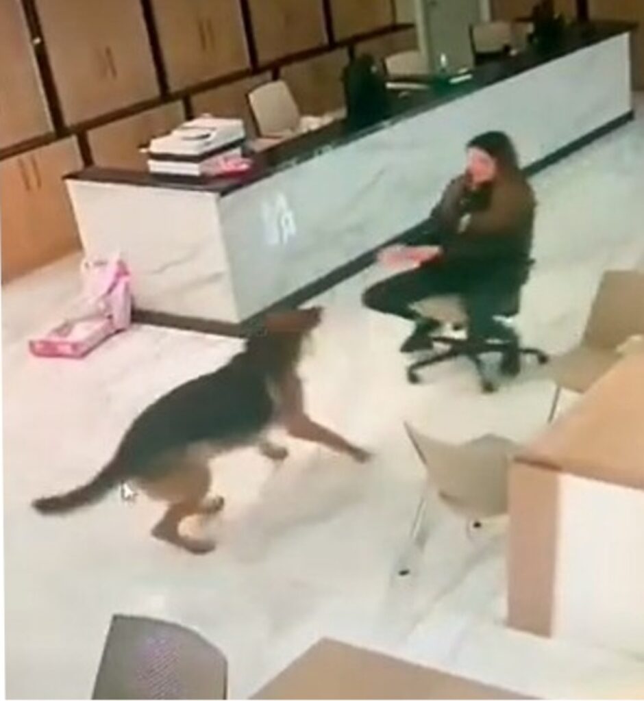 Animale domestico a lavoro