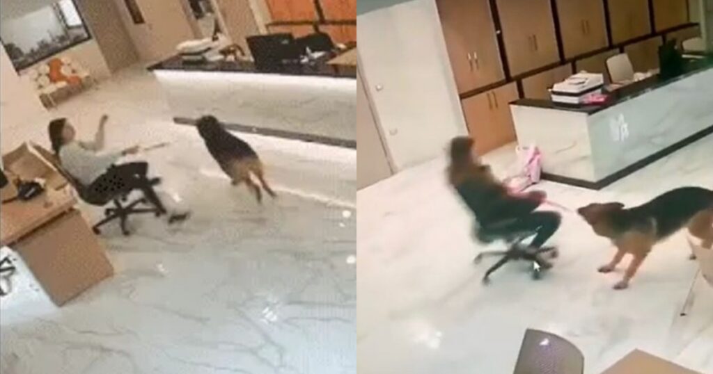 Animale domestico a lavoro