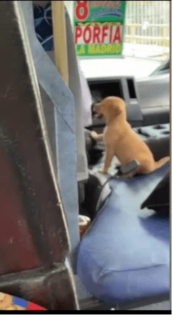 autista di autobus porta cane a lavoro