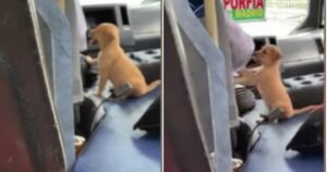 autista di autobus porta cane a lavoro