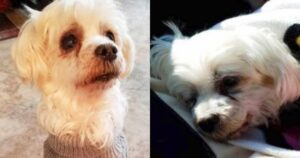 Bichon maltese viene abbandonato e muore di tristezza