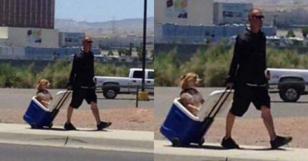 Uomo trasporta cane nella borsa frigo dal veterinario