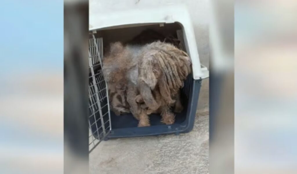 Cagnolina con groviglio di peli viene salvata