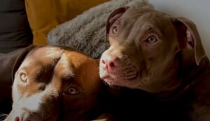 La cagnolina Opal non avrebbe mai immaginato di incontrare una famiglia così speciale; la sua storia (VIDEO)