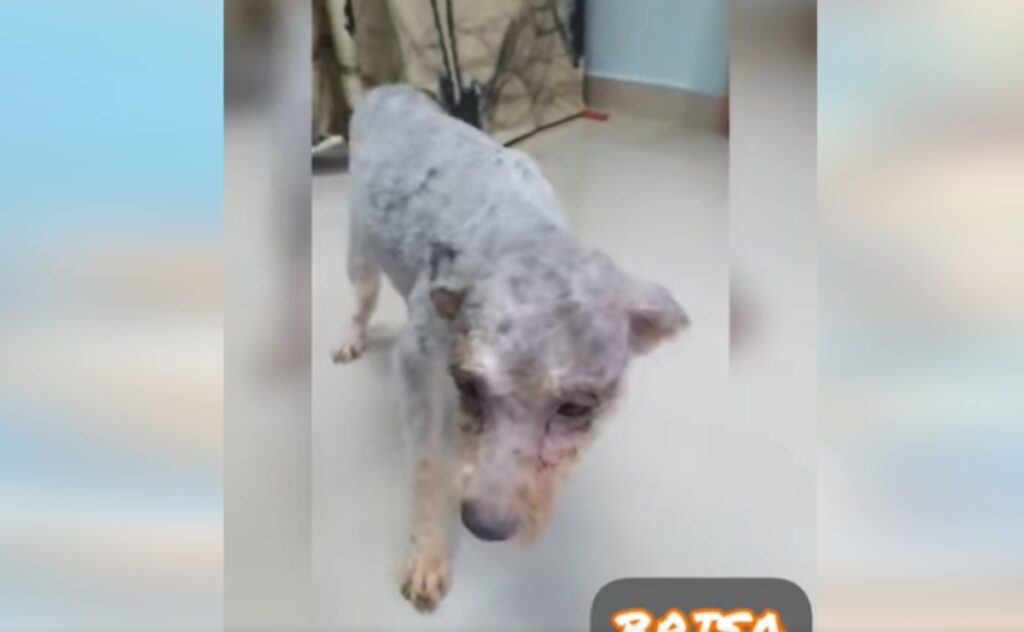 Cagnolina con groviglio di peli viene salvata