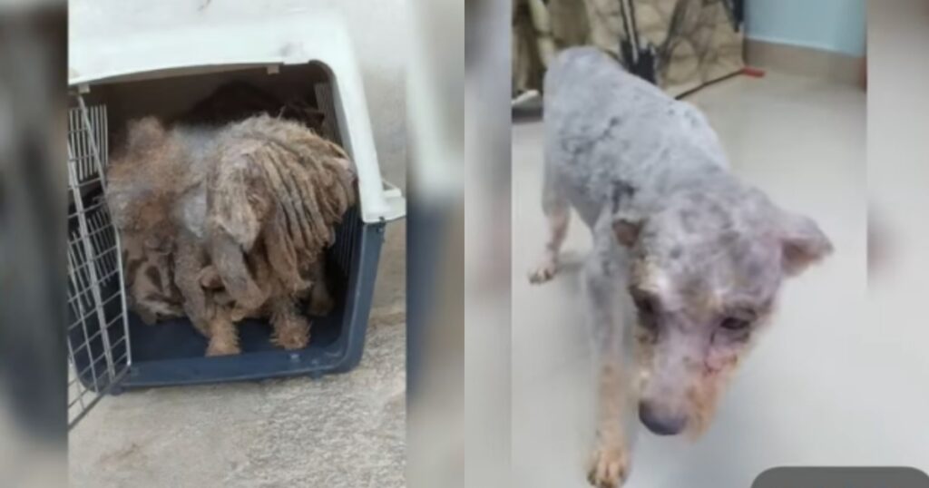 Cagnolina con groviglio di peli viene salvata