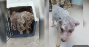 Sotto tutta quella sporcizia si trovava un’adorabile cagnolina (VIDEO)