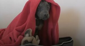 Soccorritori trovano un cagnolino senza pelo e gli regalano la vita che ha sempre sognato (VIDEO)
