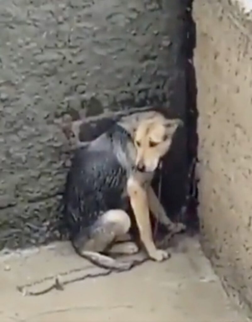 cagnolino trascurato viene aiutato