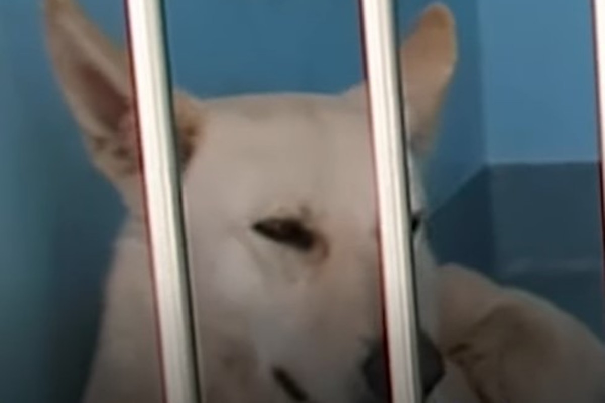 La cagnolona Ara ha incontrato la donna che le ha cambiato per sempre ...