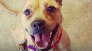 La dolce cagnolona SweetPea ha smesso di avere paura e adesso prova solo gioia; la storia (VIDEO)