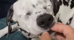 La cagnolona cieca Morla ha dovuto riprogrammare la sua vita, ma non lo fa da sola (VIDEO)