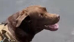 Labrador Boomer ama l’estate, ma soprattutto ama fare i bagni in piscina (VIDEO)